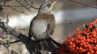 Дрозд - рябинник Turdus pilaris Дрозды на рябине синица и дрозд голос соловья