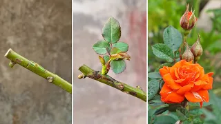 New method of grafting roses | How to graft roses for beginner