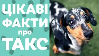 Хот-дог у світі собак | Цікаві факти про ТАКСУ 🌭🐶