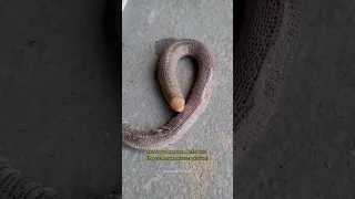 Cobra coral-verdadeira “vomita” cobra-de-duas-cabeças após resgate em Jaraguá do Sul