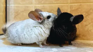 My Chinchillas' First Time Meeting