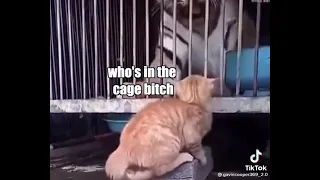 cat slapped tiger