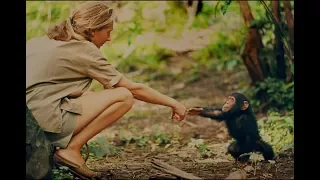 Documentary gives new glimpse at Jane Goodall’s early research