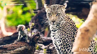 Amazing Leopard and Baby Baboon Interactions