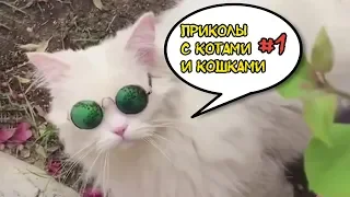 ПРИКОЛЫ С КОТАМИ - СМЕШНЫЕ КОТЫ И КОШКИ 2018 #1 | РЖАКА ДО СЛЕЗ