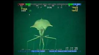 Magnapinna Squid ORIGINAL FOOTAGE at Drilling Site