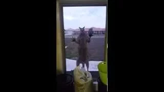 Geoff the Window Smashing Kangaroo