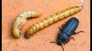 Zophobas (зофобас), личинка жука из семейства чернотелки. Зоофобус.