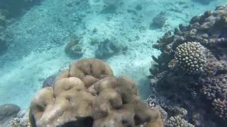 Lifou Jinek Bay snorkeling