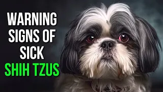 12 Warning Signs That Your Shih Tzu Might Be Sick