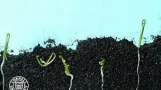 Onion seeds germinating in time lapse