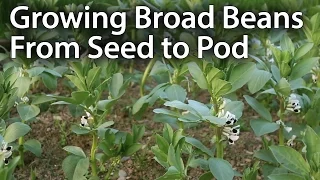 How to Grow Broad Beans for Maximum Production (Fava Beans)