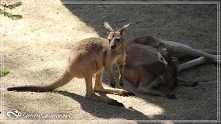 Let's Explore The San Diego Zoo Safari Park! | Zoo Tour