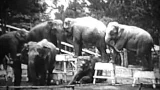 Trained Elephants (in the 1920s)