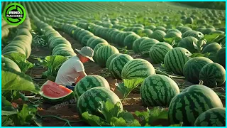 The Most Modern Agriculture Machines That Are At Another Level,How To Harvest Watermelons In Farm▶14