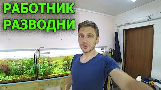 Работаю на разводне аквариумных рыбок