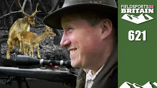 Fieldsports Britain – Roy’s fallow rut rescue