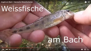 Angeln am Bach - Heimische Weissfischarten