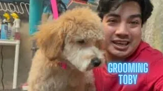 Toby grooming / how to groom a miniature Poodle, Dog grooming in New York City , Youtuber in Queens