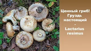 Ценный гриб!  Груздь белый  (настоящий) - Lactarius resimus