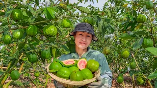 Harvesting guava & Goes to Market Sell - Feed the chickens, Daily life, Gardening | Bich Chi