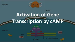 cAMP mediated gene transcription activation