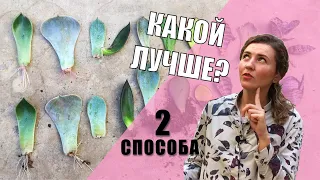 РАЗМНОЖЕНИЕ СУККУЛЕНТОВ листом. Проверяю два способа.