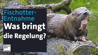 Fischotter: Jagdgenehmigung mit großen Auflagen | Abendschau | BR24