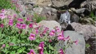 Mt. Adams -- Water and Wildflowers