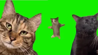 Animation cat green screen free