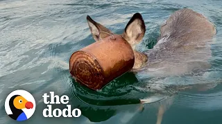 Guy Jumps Into Ice Water To Save Deer With Bucket Stuck On Her Head | The Dodo