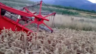 Vintage combine harvester Ködel & Böhm Köla Combi Special 1965 in wheat 2017.