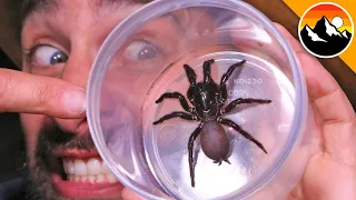 Milking the World's Most Venomous Spider!