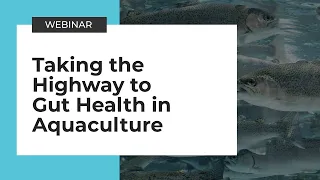 Taking the Highway to Gut Health in Aquaculture