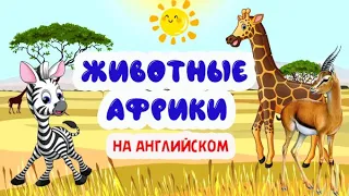 ЖИВОТНЫЕ Африки на АНГЛИЙСКОМ