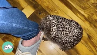 Woman Saves A Baby Hedgehog. She Refuses To Leave | Cuddle Buddies