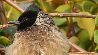 Red Vented Bulbul, Bulbul's Call