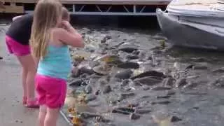 Carp at Lake Raystown