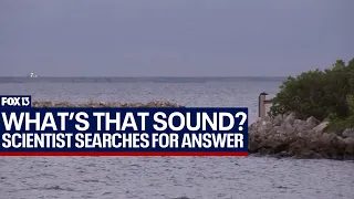 What's that bass sound in Tampa Bay? Florida scientist investigates