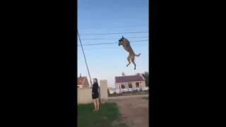 ШОК! СМОТРЕТЬ ВСЕМ! САМАЯ УМНАЯ СОБАКА В МИРЕ! THE MOST TALANTED DOG IN THE WORLD!