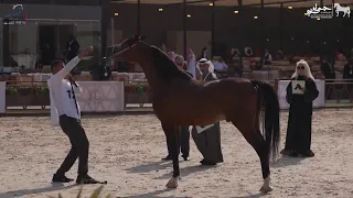 نهائيات البطولة الوطنية الثالثة عشر لجمال الخيل العربية الأصيلة 2024