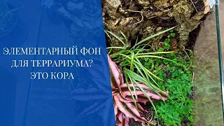 Элементарный фон для террариума? Это Кора