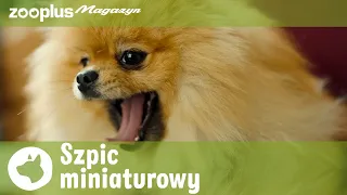 Szpic miniaturowy (Pomeranian): Charakter, hodowla i pielęgnacja | zooplus.pl