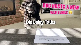 Dog Hosts A New Web Series | Daisy Talks (Episode 1)