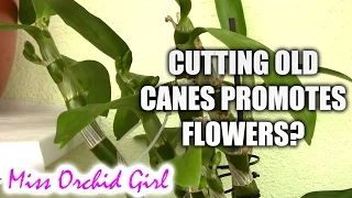 Does cutting old Dendrobium canes promote more flowers?