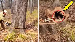 The lumberjack was TAKEN aback when he cut down the tree! THE FIND inside is amazing!