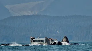 20+ Humpback Whales bubble net feeding Juneau, Alaska