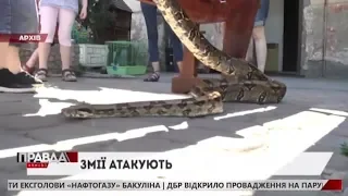 На Львівщині змія атакувала чоловіка: потерпілий у лікарні