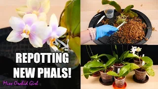 Phalaenopsis Orchids Repotting Party 🎉 - New Orchids in new Pots!