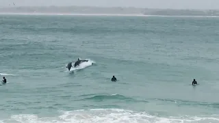 Dolphins Porthgwidden Beach, St Ives Cornwall UK